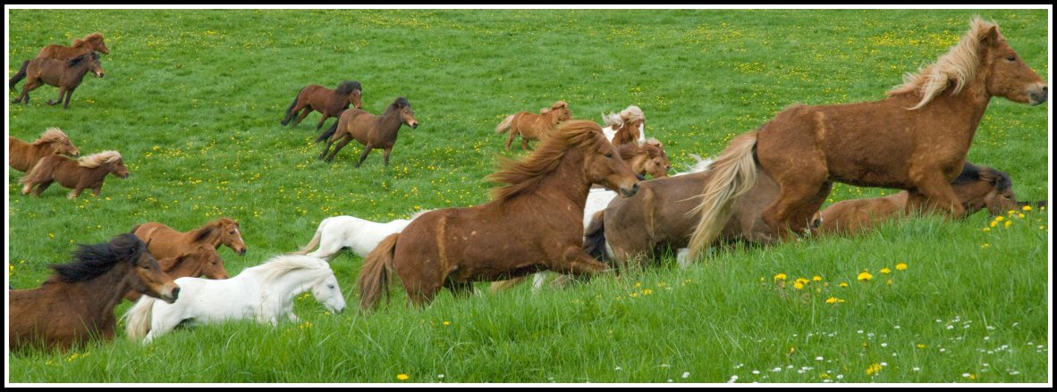 Animaux_079_Poney_2170.jpg